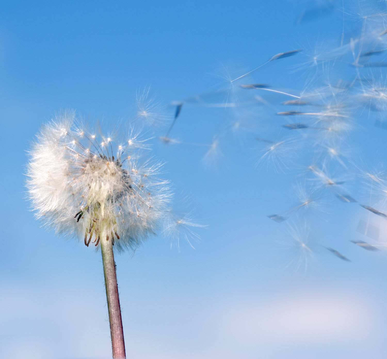 Relieving Seasonal Allergies