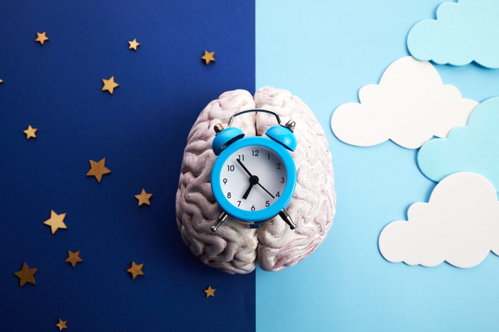 Brain's internal clock for sleep and wake cycles.