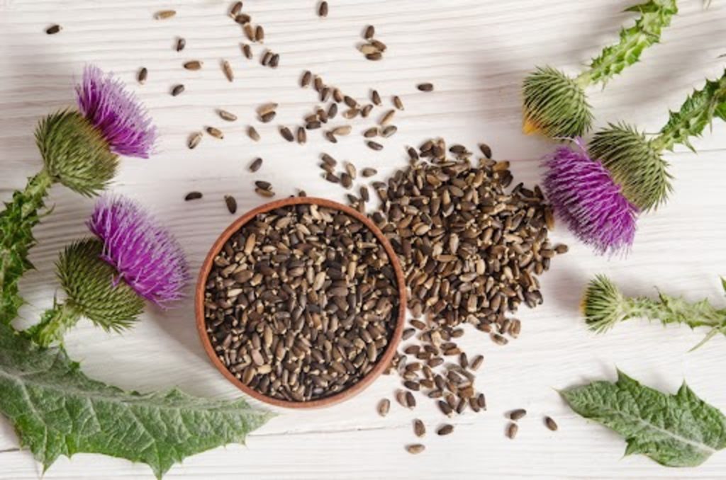 Its seeds are a natural sources of Milk Thistle