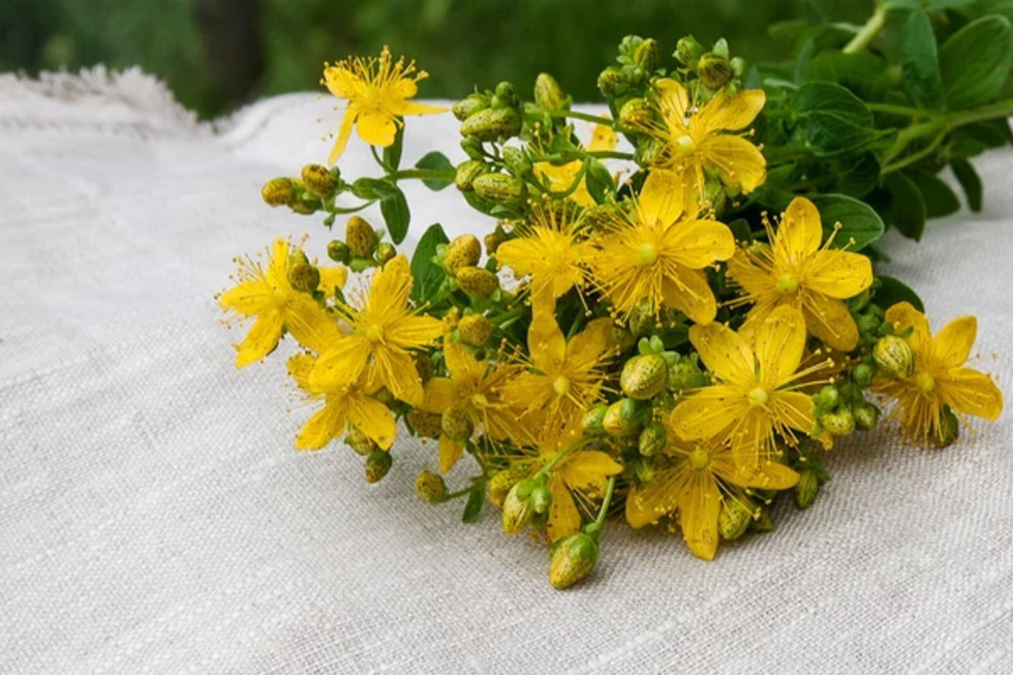 This herb boosts serotonin, dopamine, and norepinephrine.