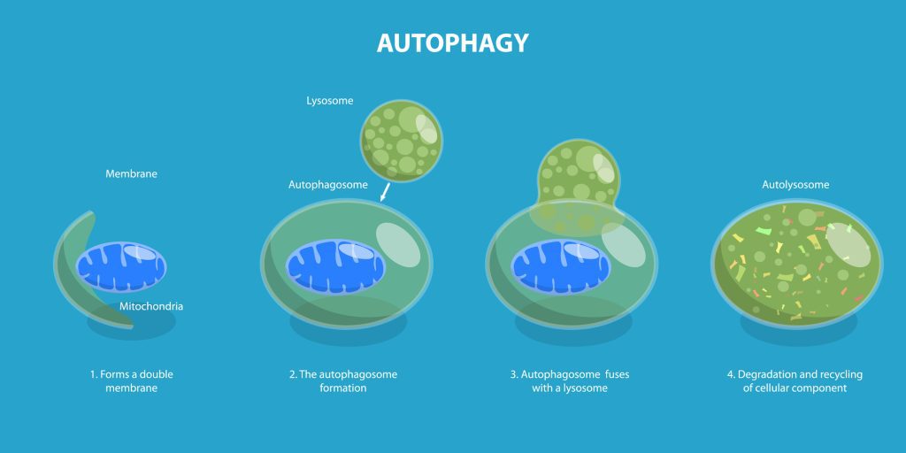 Process of autophagy.