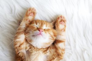 sleeping soundly