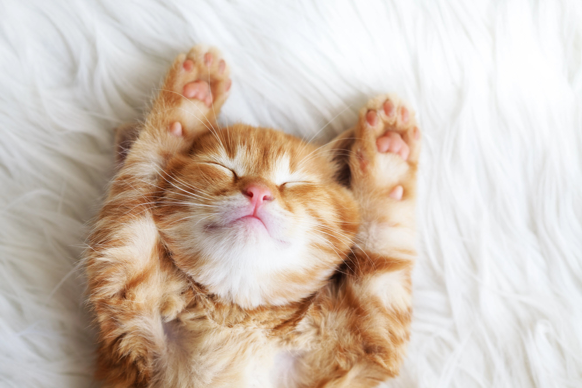 sleeping soundly