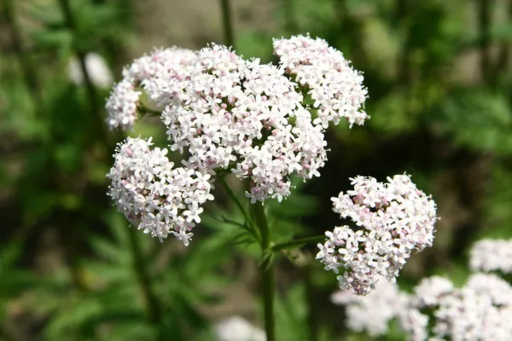 Valerian as a natural herb.