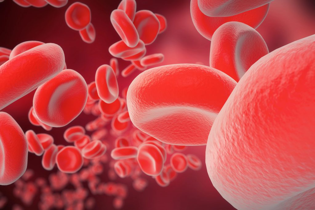 3D view of red blood cells influenced by melatonin levels.