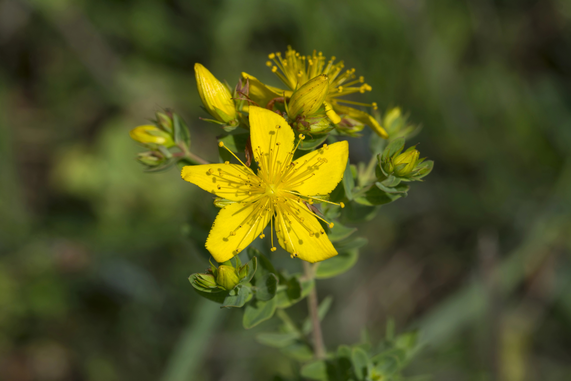 Yellow St. John's Wort flower.