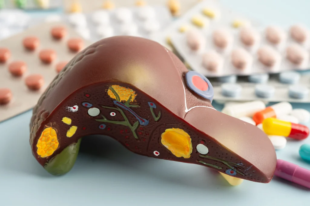 liver regeneration