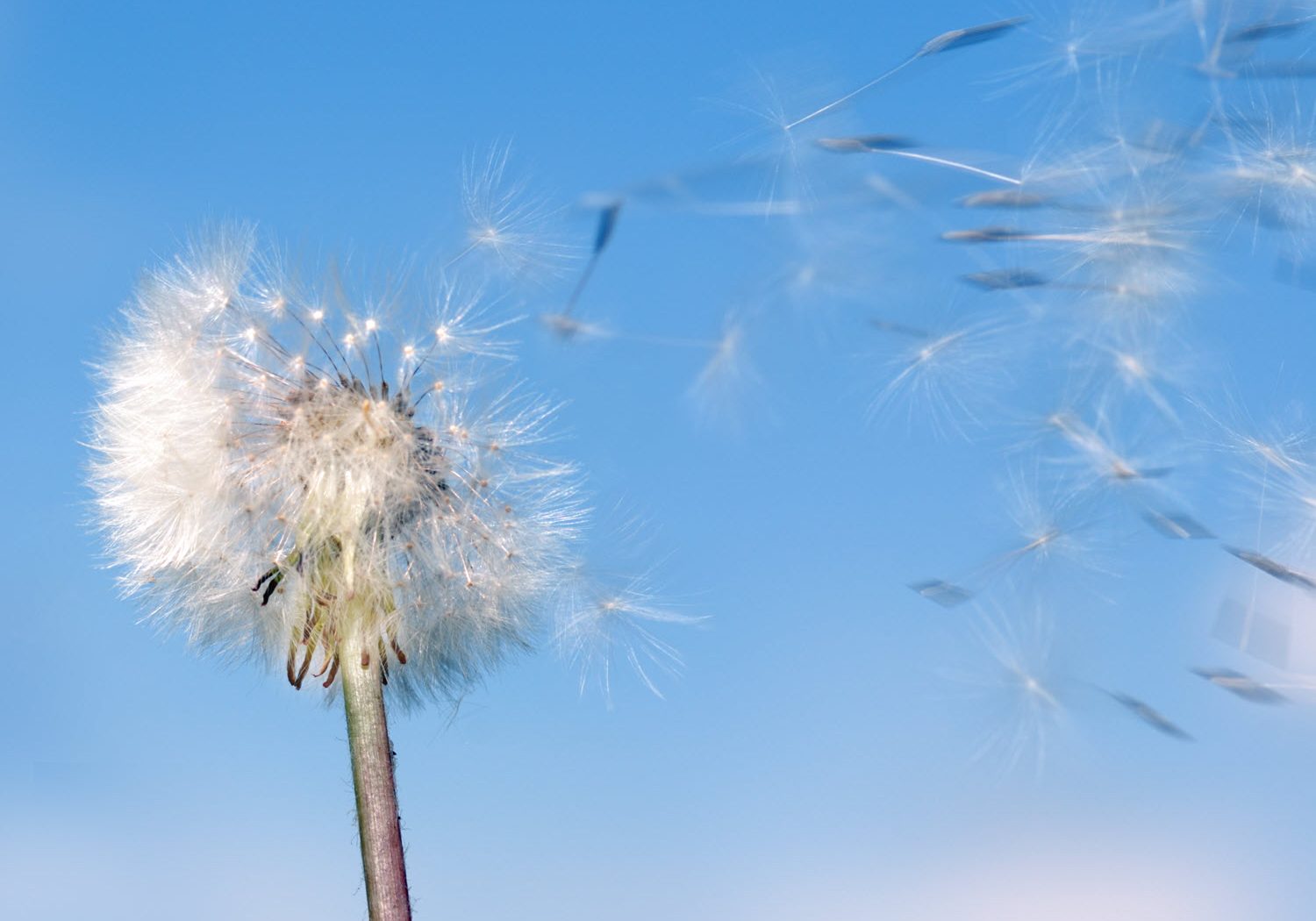 Relieving Seasonal Allergies